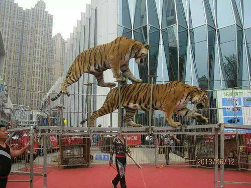 專業(yè)馬戲表演團隊活動報價承接大小型雜技演出活動出租