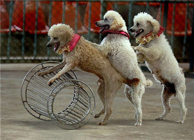 萌寵動物展活動馬戲表演承接演出