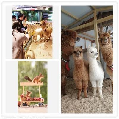 什么地方有大型萌寵動物出租,馬戲團商演活動電話