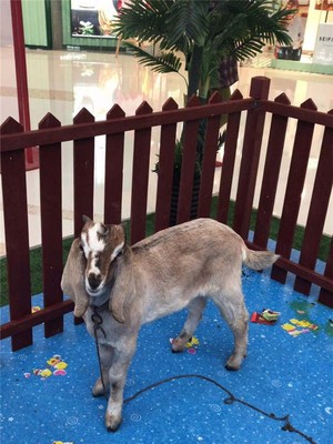 漣源馬戲團(tuán)巡展租賃租賃公司