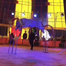 【經典馬戲雜技表演節目清單承接國內大小馬戲團表演出租圖片】經典馬戲雜技表演節目清單承接國內大小馬戲團表演出租
