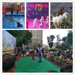 烏蘭浩特企鵝出租什么價格.