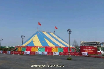 【萌寵羊駝出租-商業(yè)節(jié)目馬戲團表演租賃百色市】詢價單