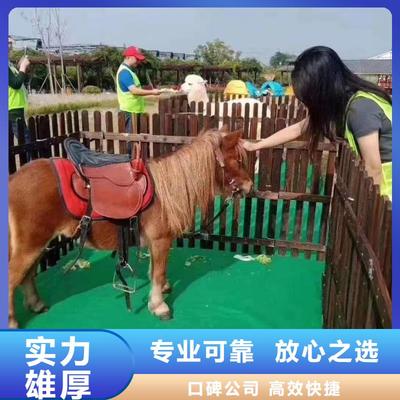 羊駝租賃馬戲團(tuán)表演免費(fèi)郵寄樣品