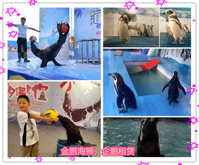 合作活體企鵝、海獅動(dòng)物表演租賃出租_馬戲團(tuán)表演租賃_活體企鵝租賃_羊駝租賃_山東金鵬動(dòng)物租賃 - 商國(guó)互聯(lián)網(wǎng)