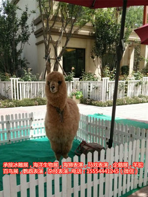 動(dòng)物馬戲團(tuán)表演出租