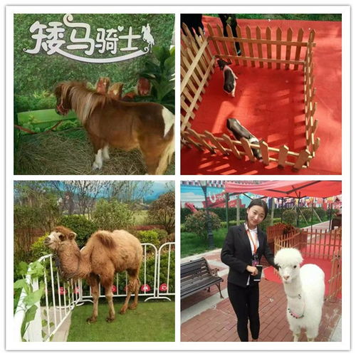 鳳城市周邊出租動物馬戲團(tuán)表演企鵝租賃
