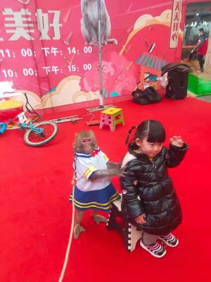 小馬戲出租電話 出租小馬戲