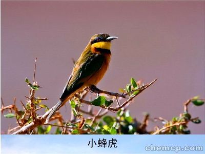 今年羊駝馬戲團(tuán)興安盟