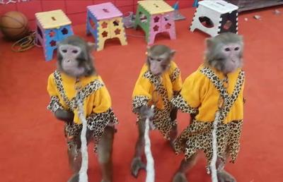 馬戲團出租公司 小馬戲出租電話多少