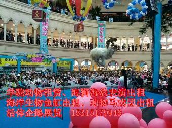 吉安市出租馬戲團雜技表演-鸚鵡表演)_志趣網