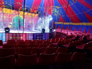 出租馬戲團表演的動物暖場表演出租