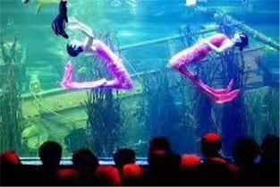 郟縣雜技馬戲團(tuán)表演動物主題暖場活動