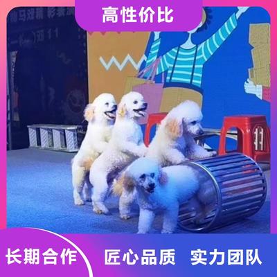 馬戲團(tuán)表演出租活動慶典