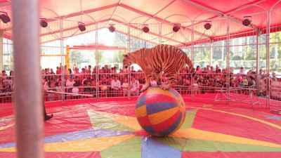 大型馬戲團(tuán)河南南陽市大型馬戲團(tuán)租賃價(jià)格