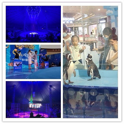 古田縣馬戲團(tuán)表演出租