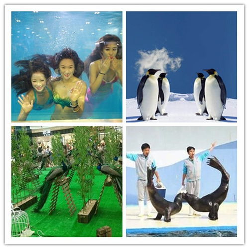 普蘭店市哪有馬戲團(tuán)表演出租