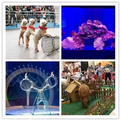 鸚鵡表演,百鳥(niǎo)園展覽,萌寵動(dòng)物租賃,馬戲團(tuán)商演電話(huà)