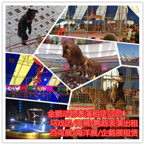 附近馬戲團(tuán)表演出租浙江省嘉興市人員雜技租賃的