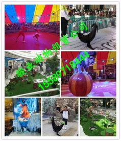 廣安市小動(dòng)物表演鸚鵡演出專(zhuān)業(yè)公司