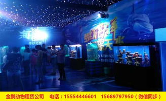 專業(yè)出租馬戲團表演安徽省人員雜技租賃