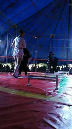 大型馬戲團全國巡演 低價商業(yè)活動演出 動物雜技表演