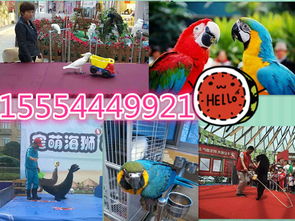 寧強(qiáng)縣專業(yè)海獅表演、海洋生物展及冰雕展出租賃服務(wù)詳情