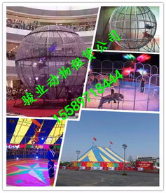 阿壩飛行動物馬戲團表演與冰雕展出的專業租賃指南